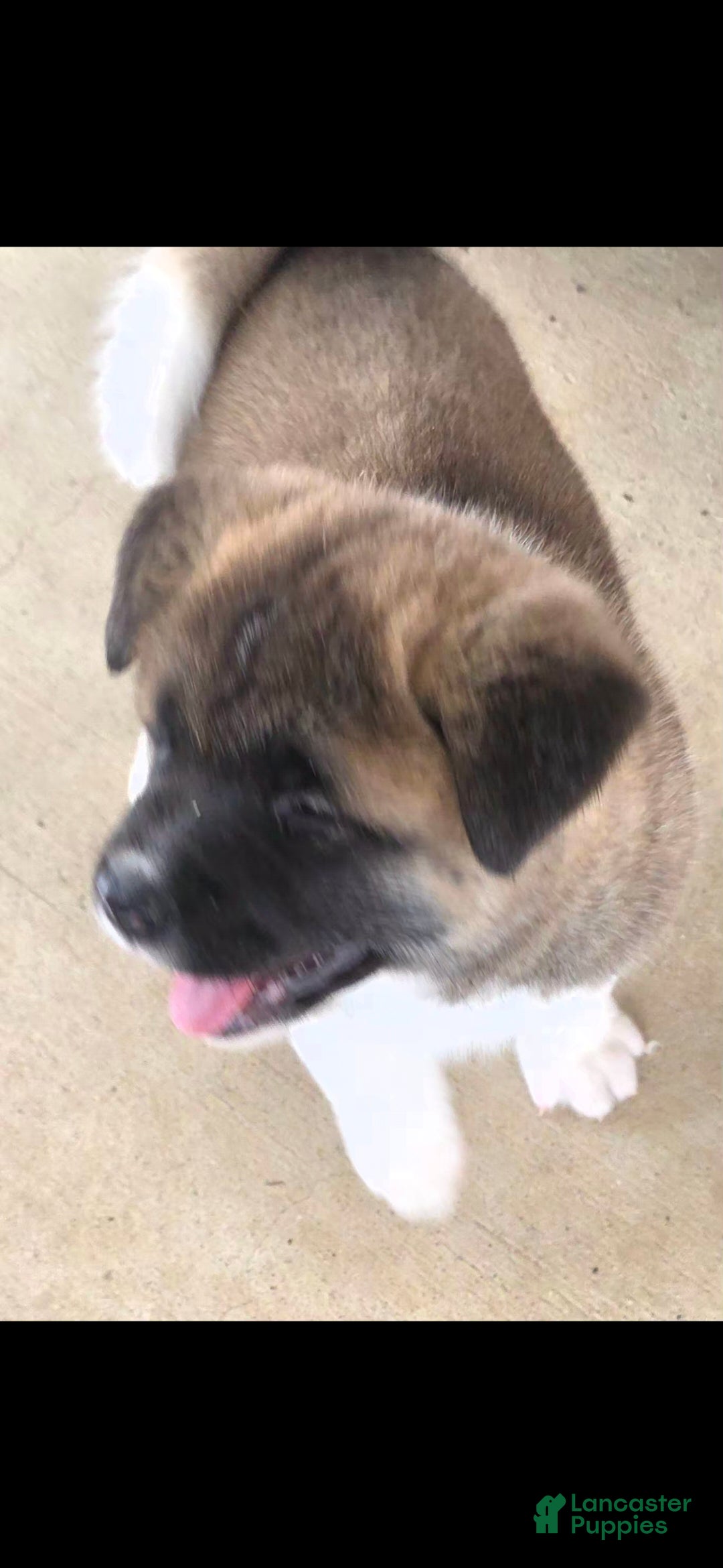 Akita dogs AKC Finn - Ad 6