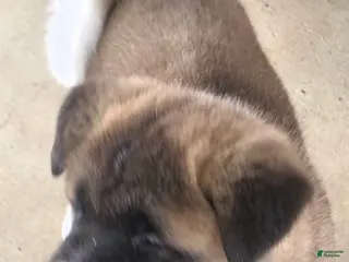 Akita dogs AKC Finn - Ad 6