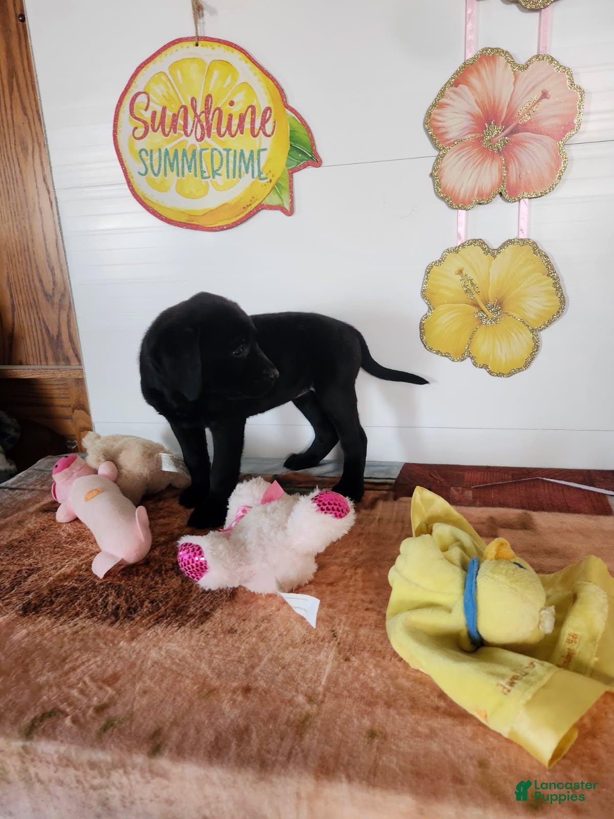 Labrador Retriever dogs Mindy - Ad 2