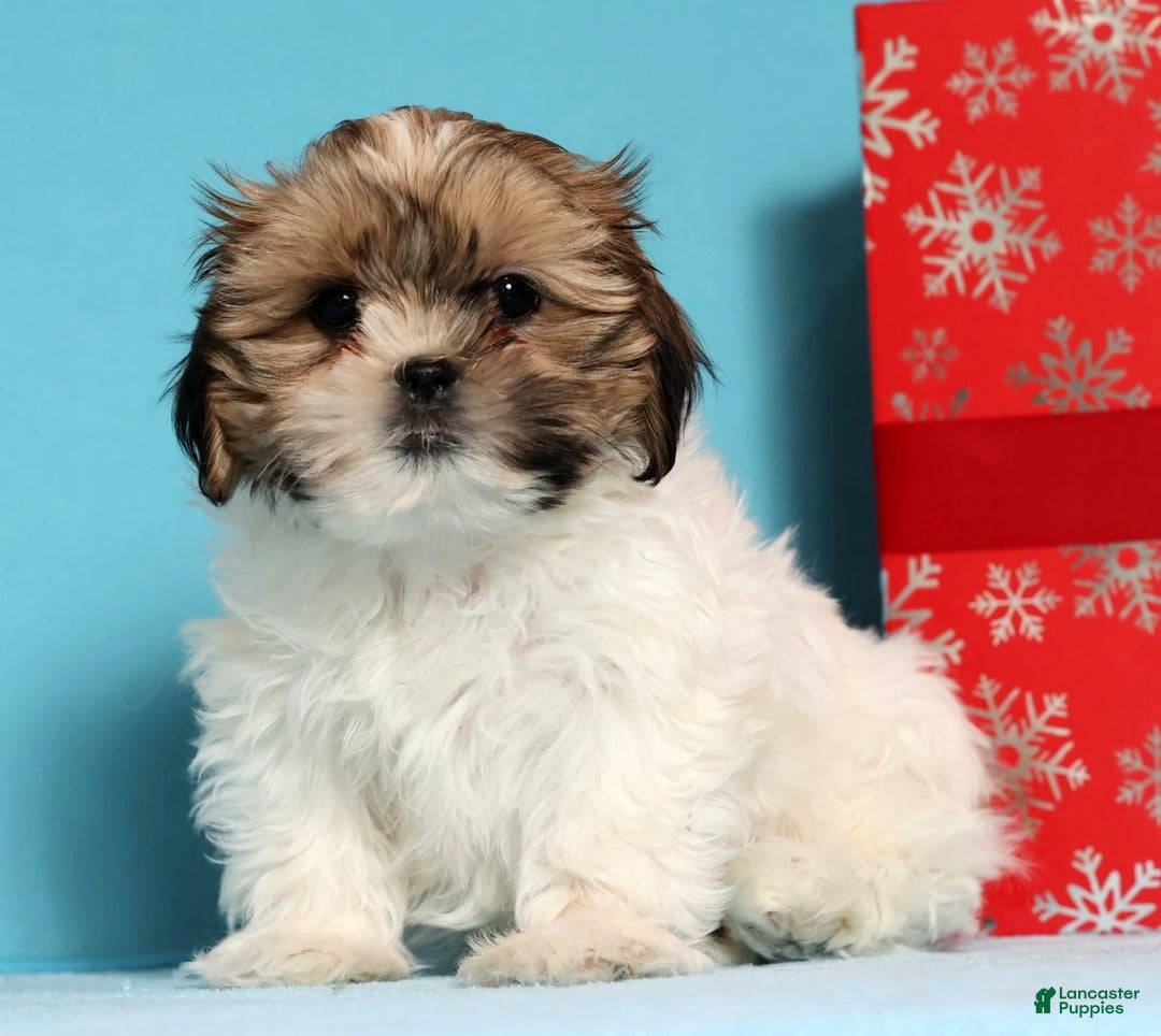 Shih Tzu dogs for sale: Dixie - Ad 8