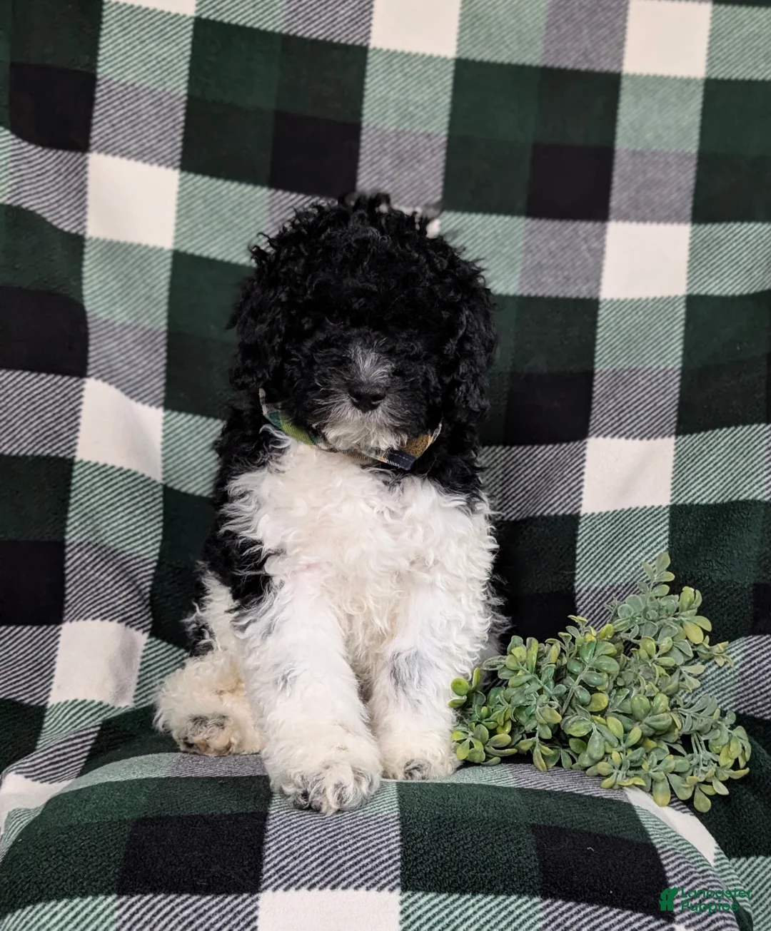 Mini Bernedoodle dogs for sale: Archie Hypoallergenic  - Ad 1