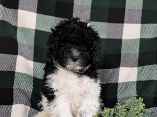 Mini Bernedoodle dogs Archie Hypoallergenic - Ad 8