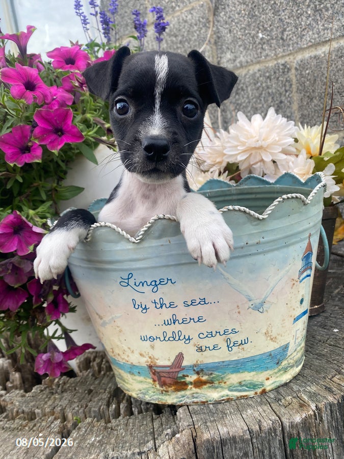 Mixed Breed dogs Sweety - Ad 1