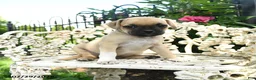 Jug dogs for sale: Duke - Ad 2