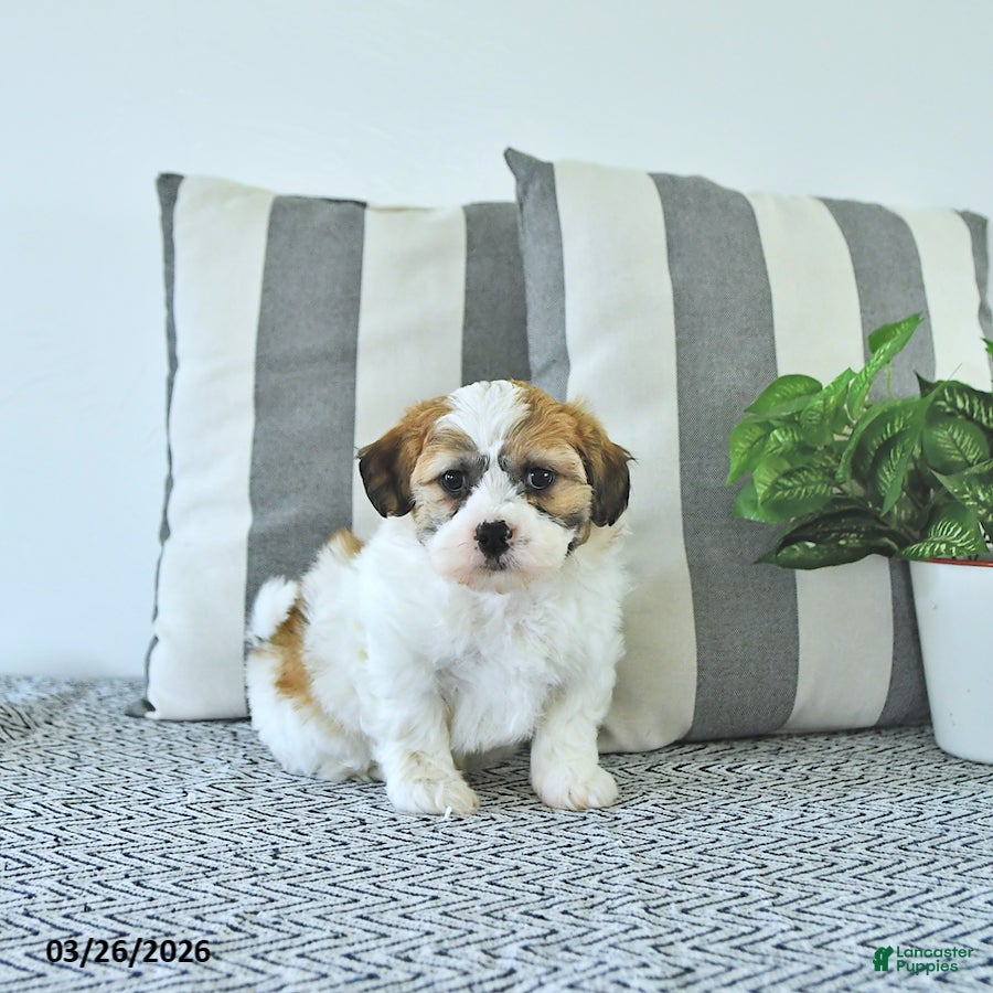 Teddy Bear dogs Max - Ad 2