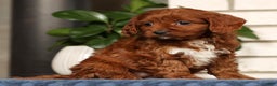 Cavapoo dogs for sale: Dawn - Ad 7