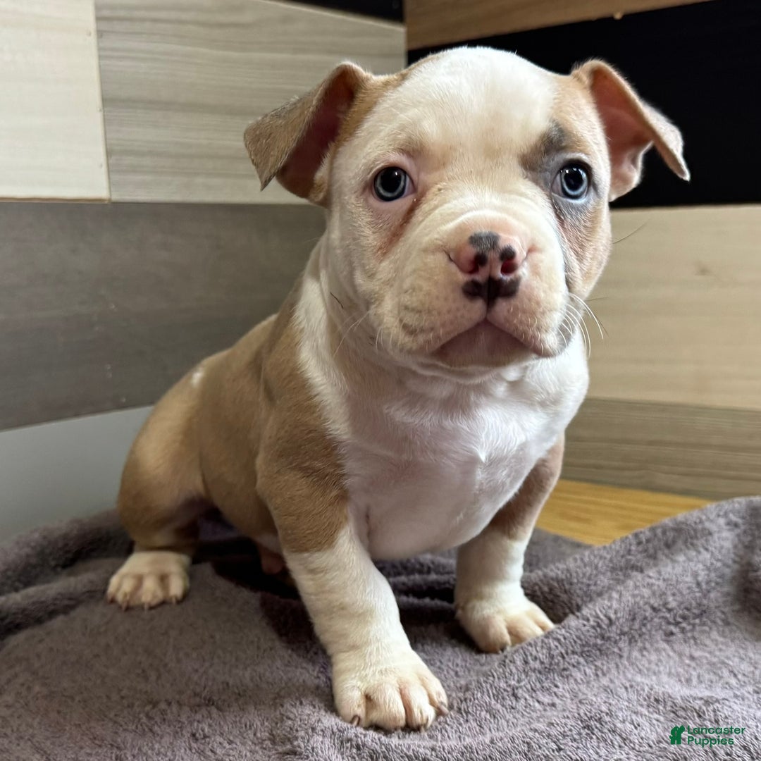 American Bully dogs for sale: Dozer - Ad 1