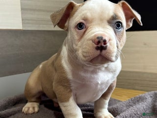 American Bully dogs Dozer - Ad 28