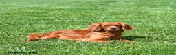 Miniature Golden Retriever dogs for sale: Blaze - Ad 4