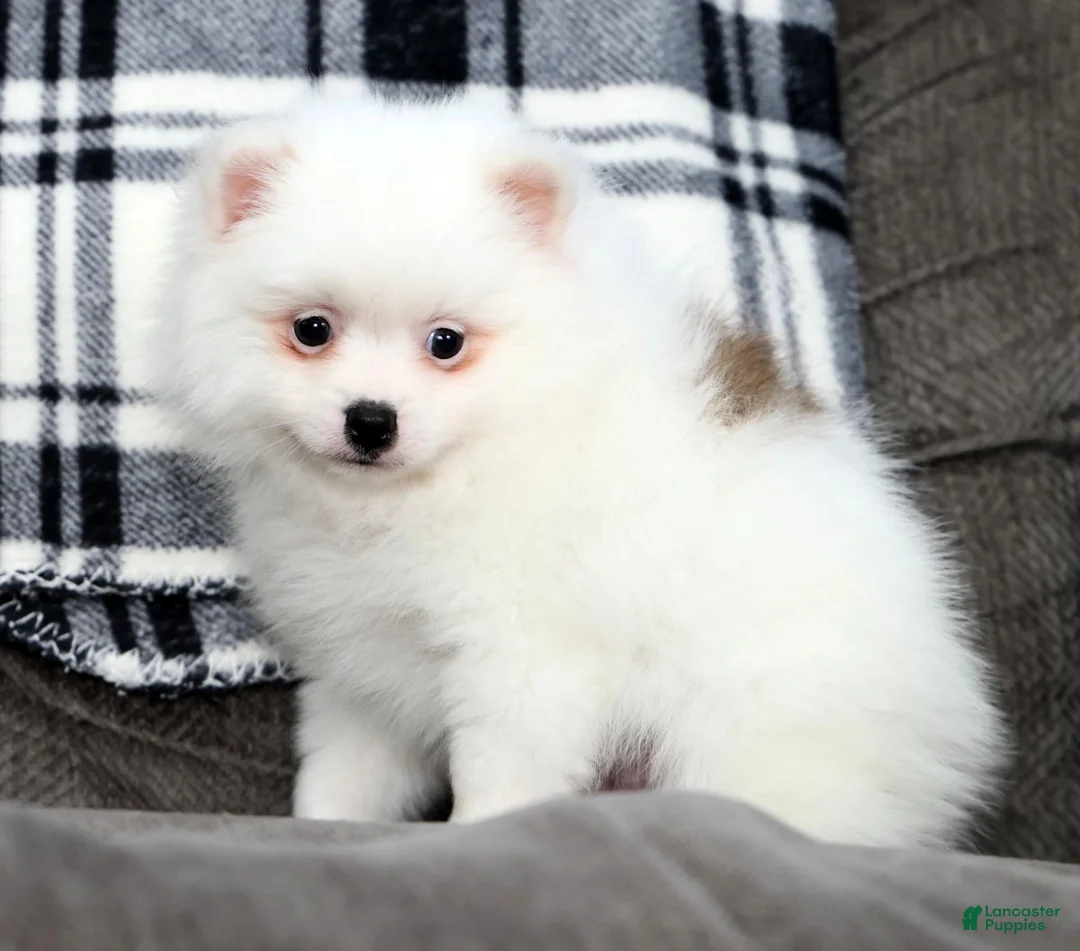Pomeranian dogs for sale: Teddy - Ad 1