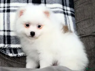 Pomeranian dogs for sale: Teddy - Ad 2