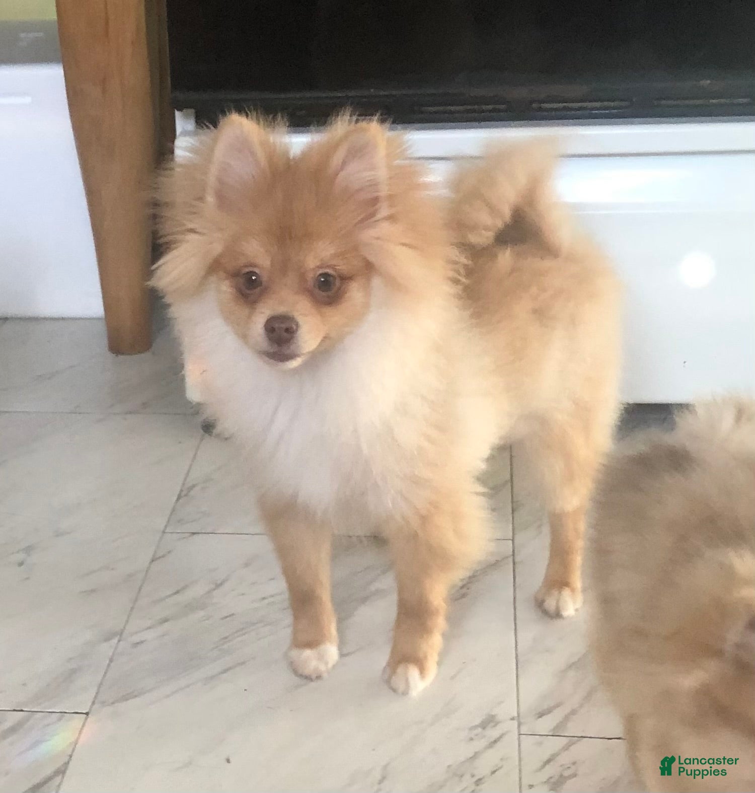 Pomeranian dogs Pomeranian Puppy 1 - Ad 1