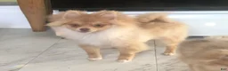 Pomeranian dogs for sale: Pomeranian Puppy 1 - Ad 1