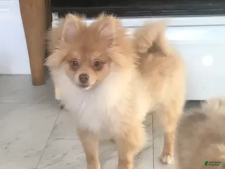 Pomeranian dogs Pomeranian Puppy 1 - Ad 6