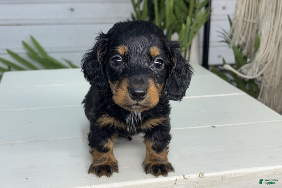 Miniature Dachshund dogs Charles - Ad 40