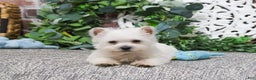 West Highland Terrier dogs for sale: Allister  - Ad 1