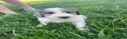 Sheepadoodle dogs for sale: Sheepadoodle 2 - Ad 4