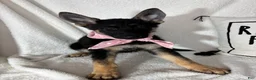 German Shepherd dogs for sale: Glenda - Ad 1