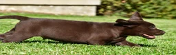 Labrador Retriever dogs for sale: Charles - Ad 12