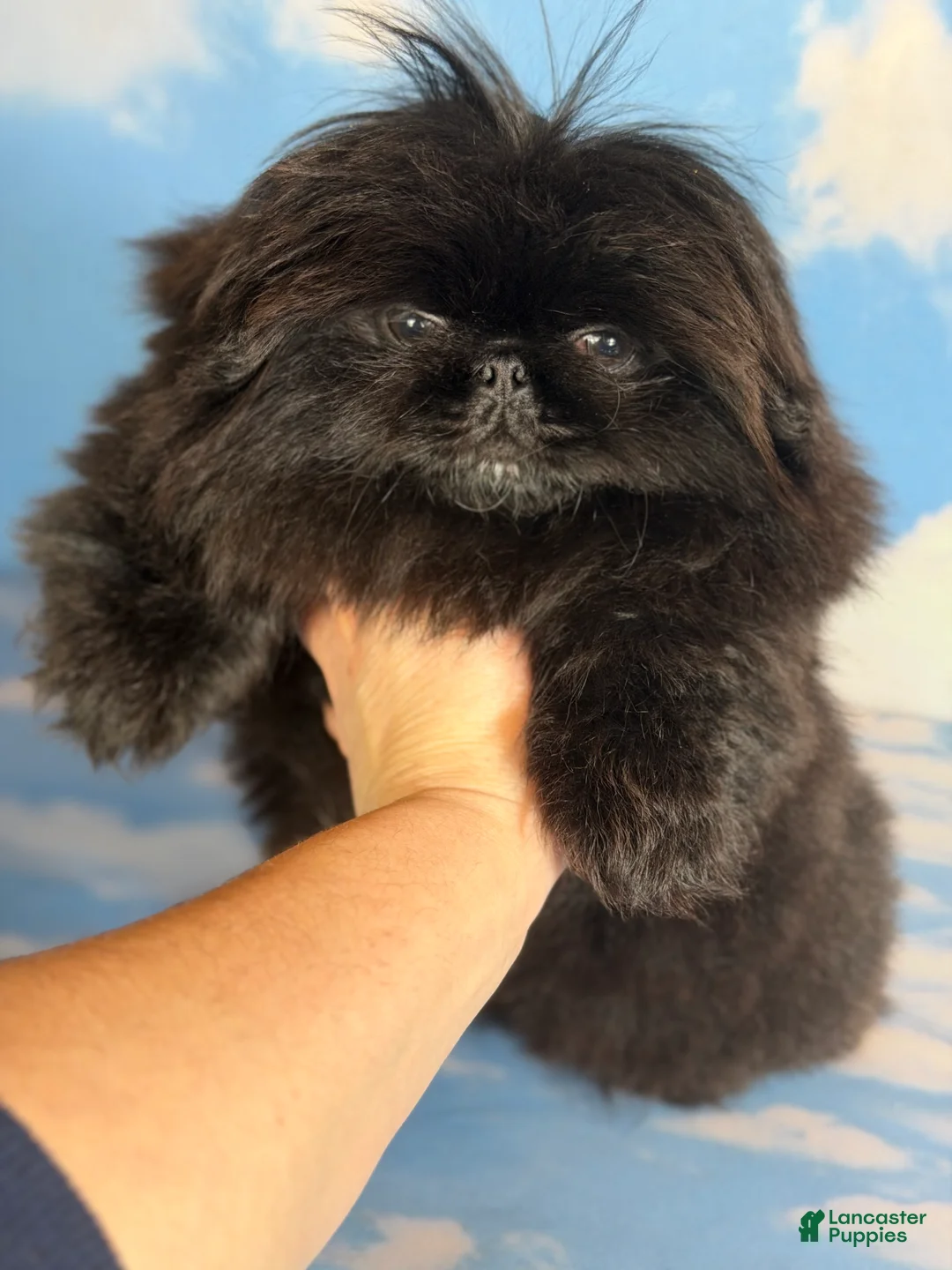 Pekingese dogs for sale: AKC DNA OFA Pablo - Ad 22