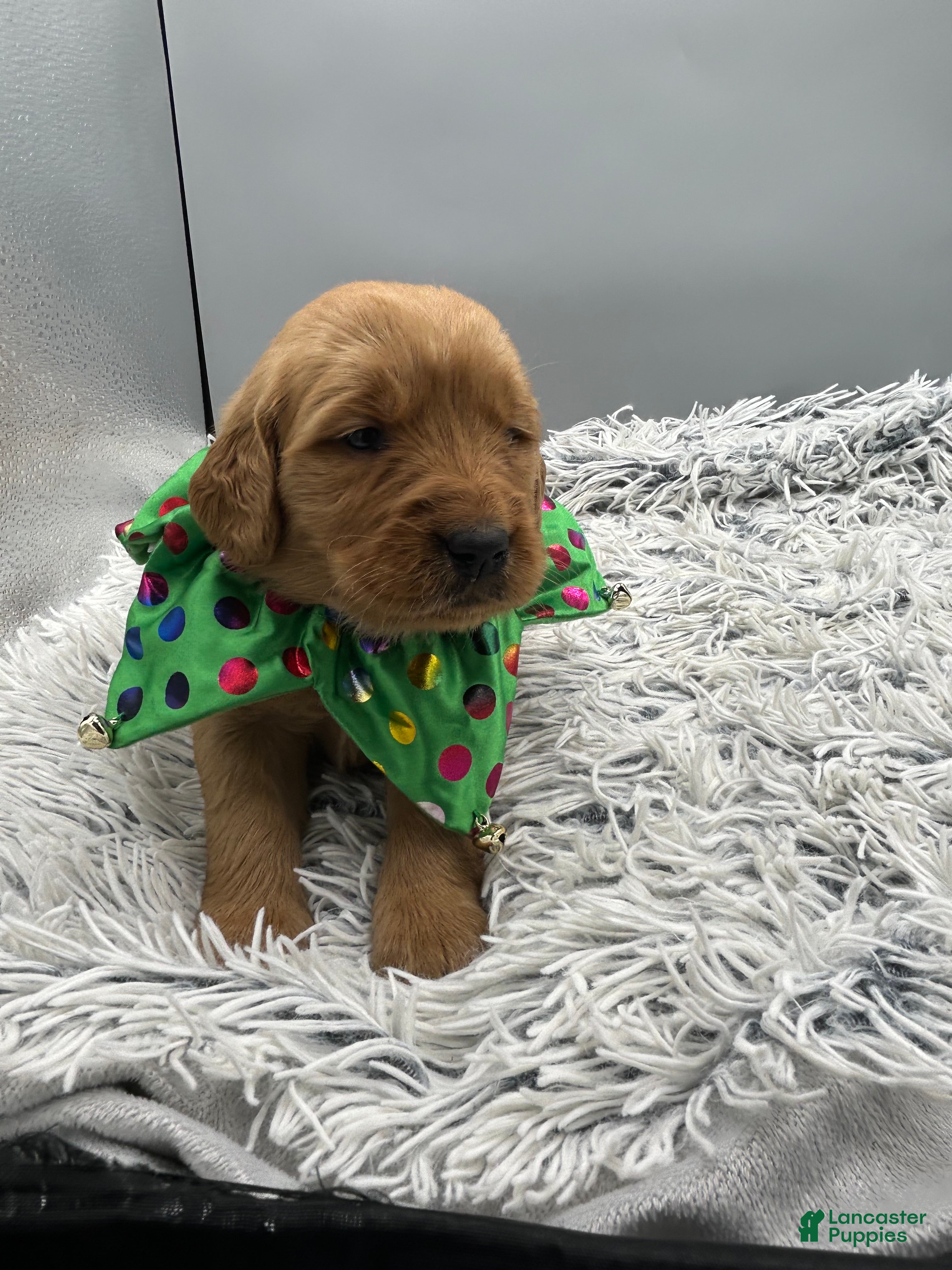 Golden Retriever dogs Golden Retriever Puppy - Star - Ad 40