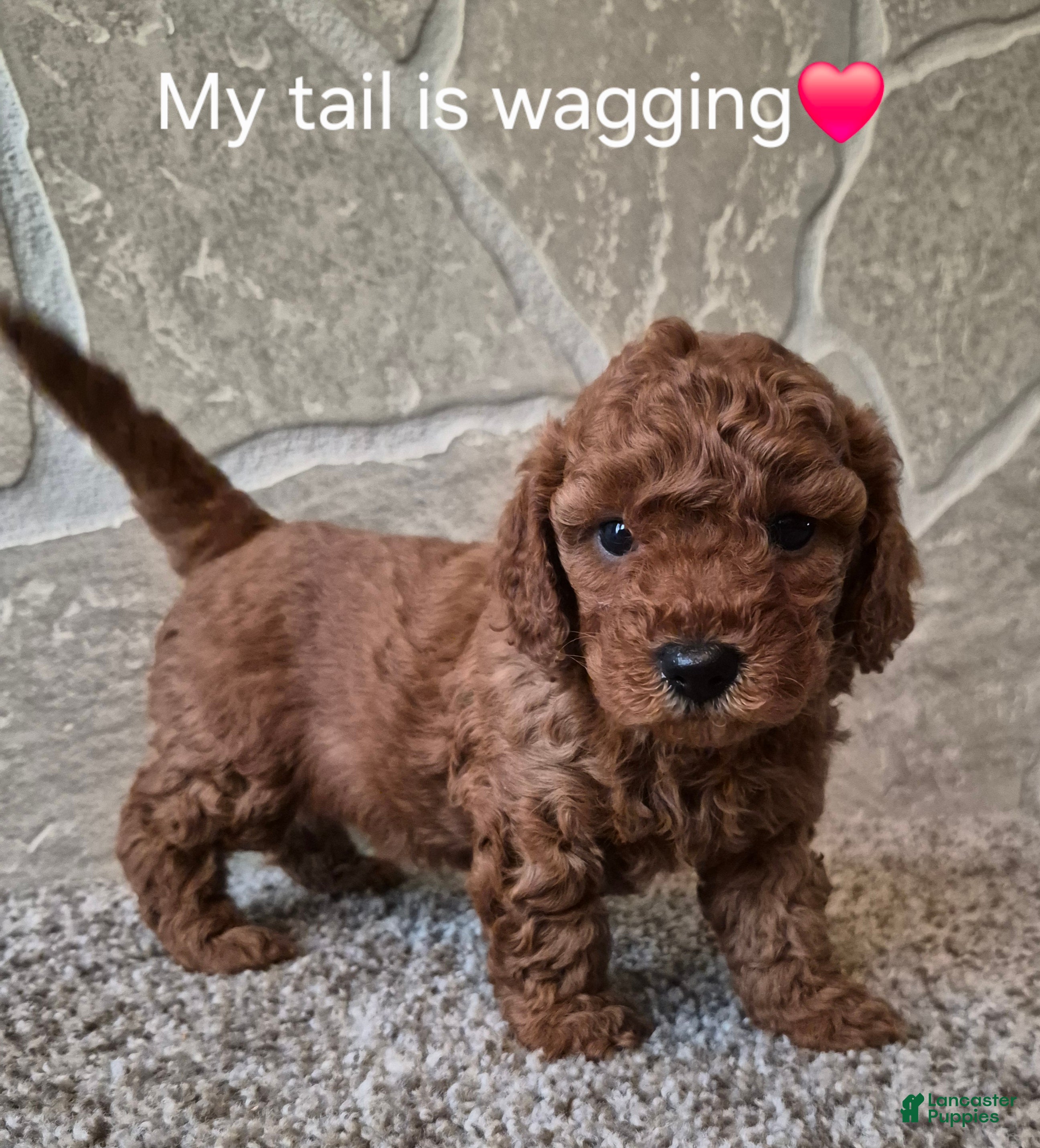 Cavapoo dogs Maple - Ad 2