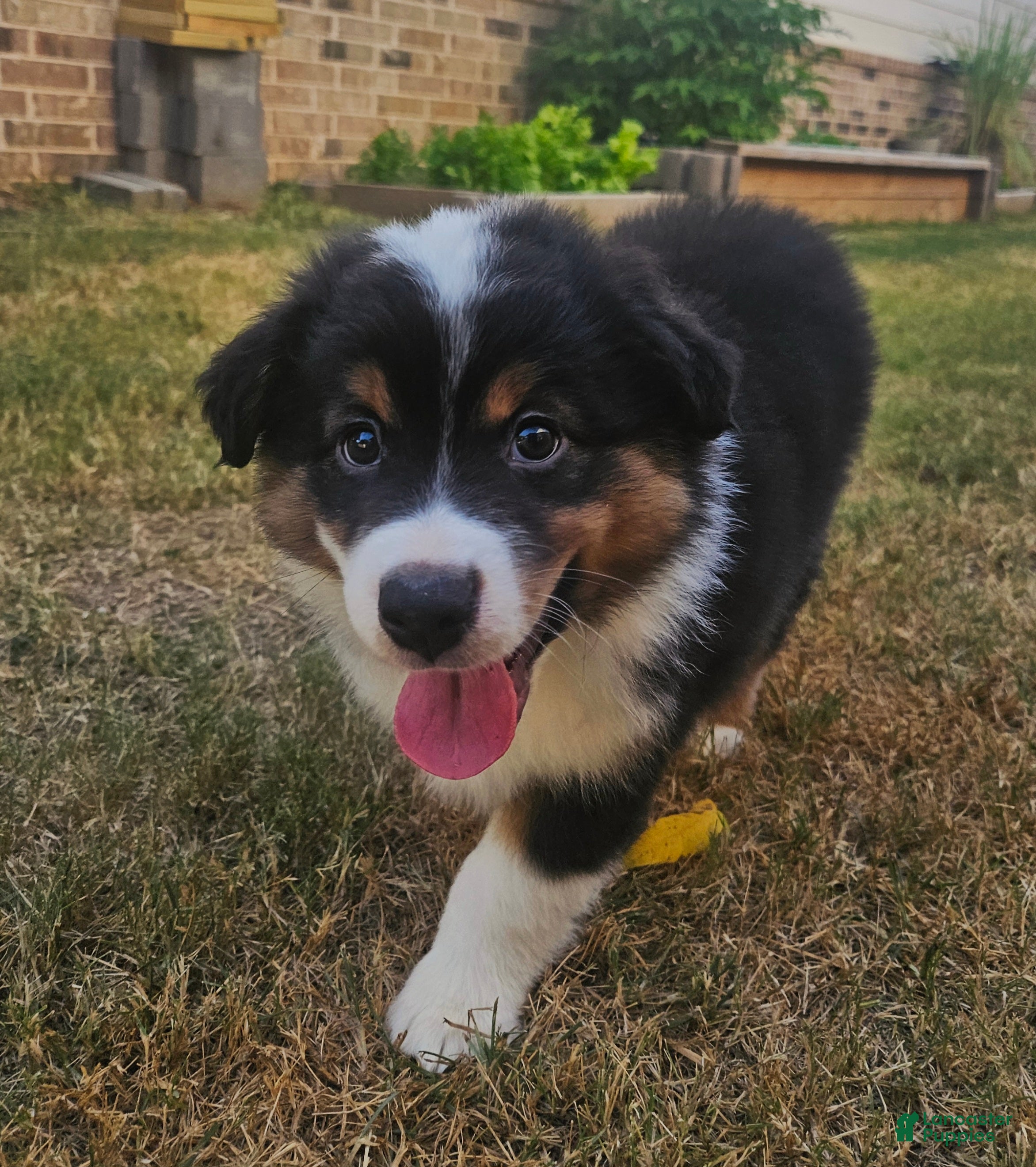 Australian Shepherd dogs Adorable & Playful Black Tri Male Ready for Adventure - Ad 20