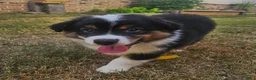 Australian Shepherd dogs for sale: Adorable & Playful Black Tri Male Ready for Adventure - Ad 1