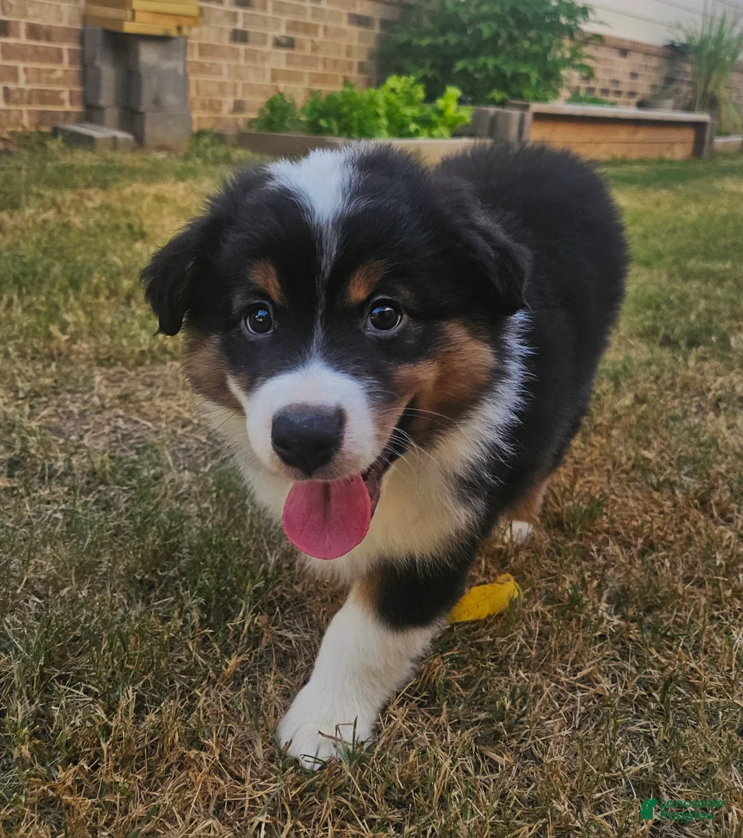 Australian Shepherd dogs for sale: Adorable & Playful Black Tri Male Ready for Adventure - Ad 1