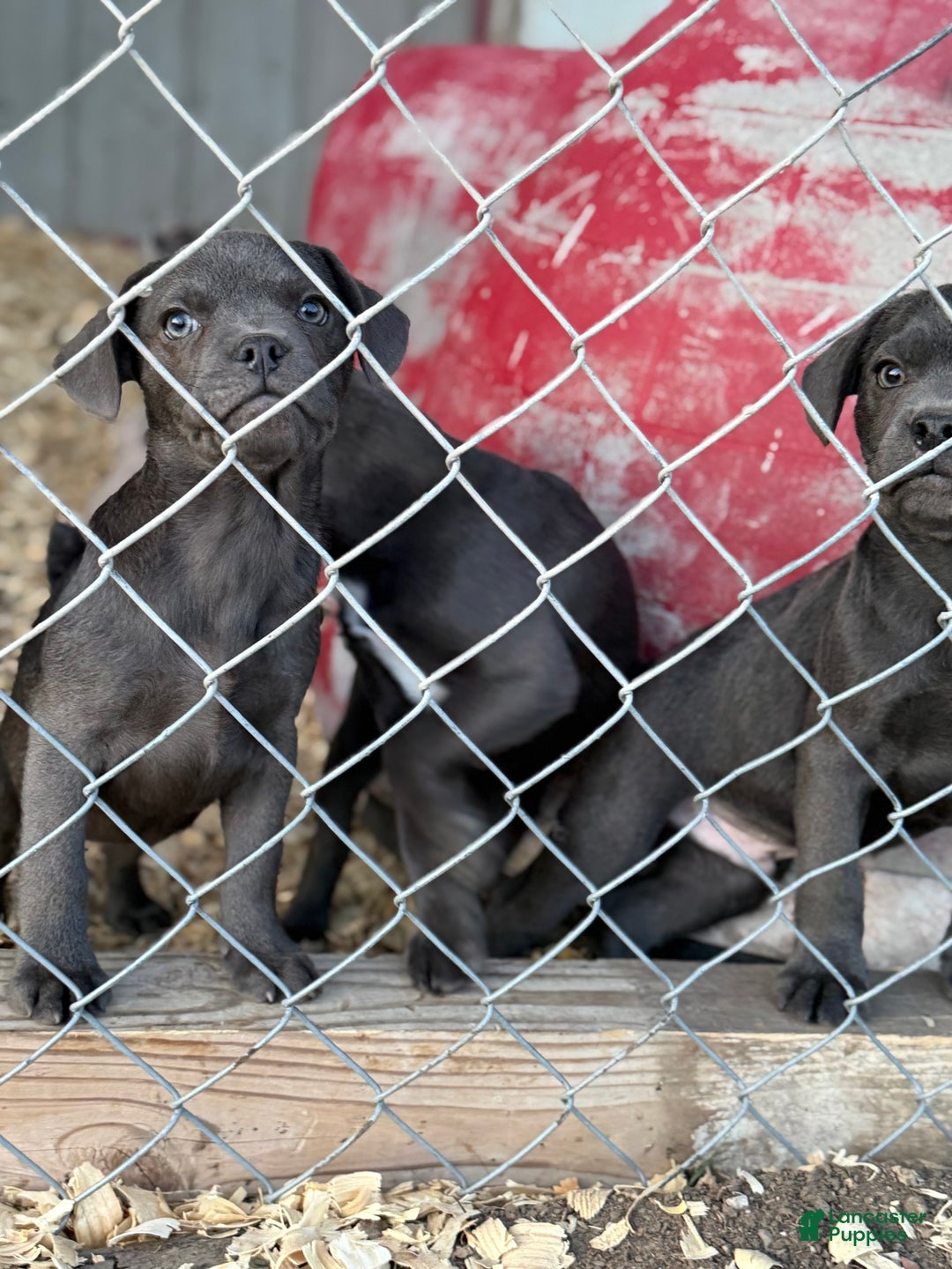 Mixed Breed dogs for sale: Bakunin (Kuni) - Ad 23