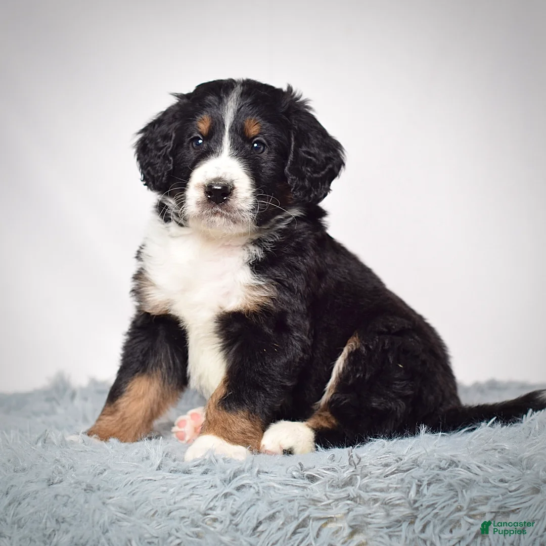Bernedoodle dogs for sale: Mr. Viktor - Ad 3