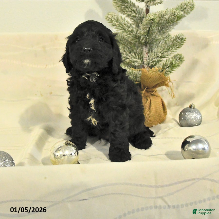 Cockapoo dogs Buster - Ad 30