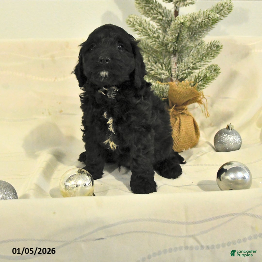 Cockapoo dogs for sale: Buster - Ad 1