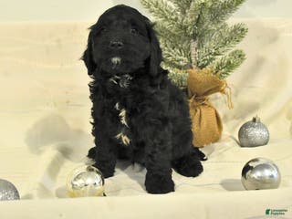 Cockapoo dogs Buster - Ad 19