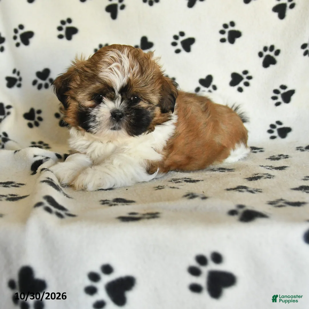 Shih Tzu dogs for sale: Rachel - Ad 1