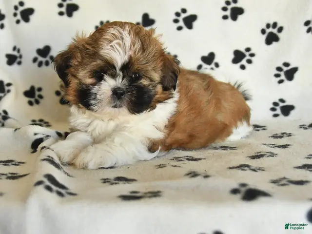 Shih Tzu dogs for sale: Rachel - Ad 1