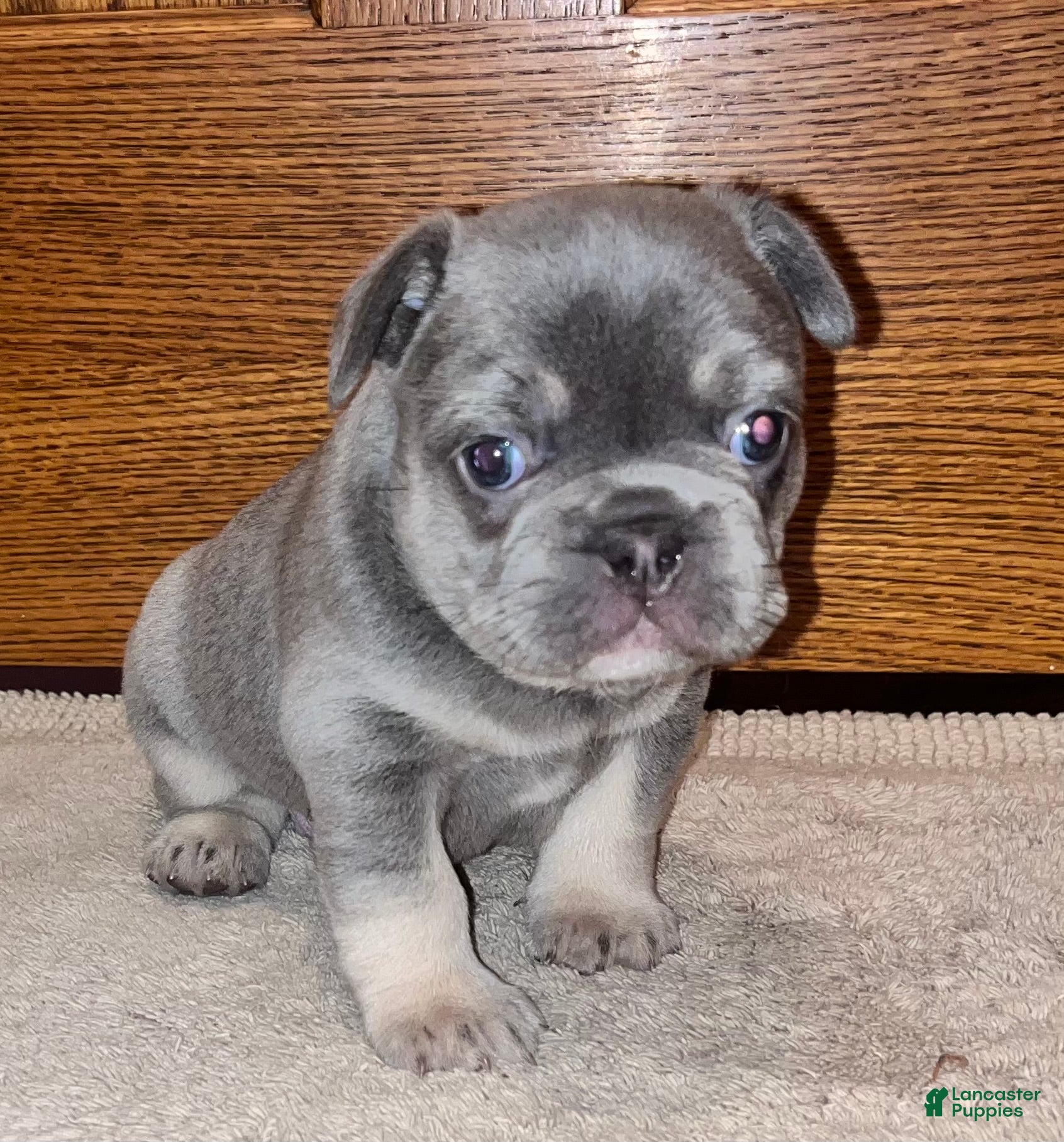 French Bulldog dogs French Bulldog Puppy 1 - Ad 5