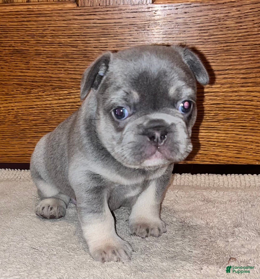 French Bulldog dogs for sale: French Bulldog Puppy 1 - Ad 1