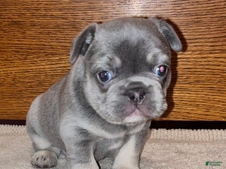 French Bulldog dogs French Bulldog Puppy 1 - Ad 5