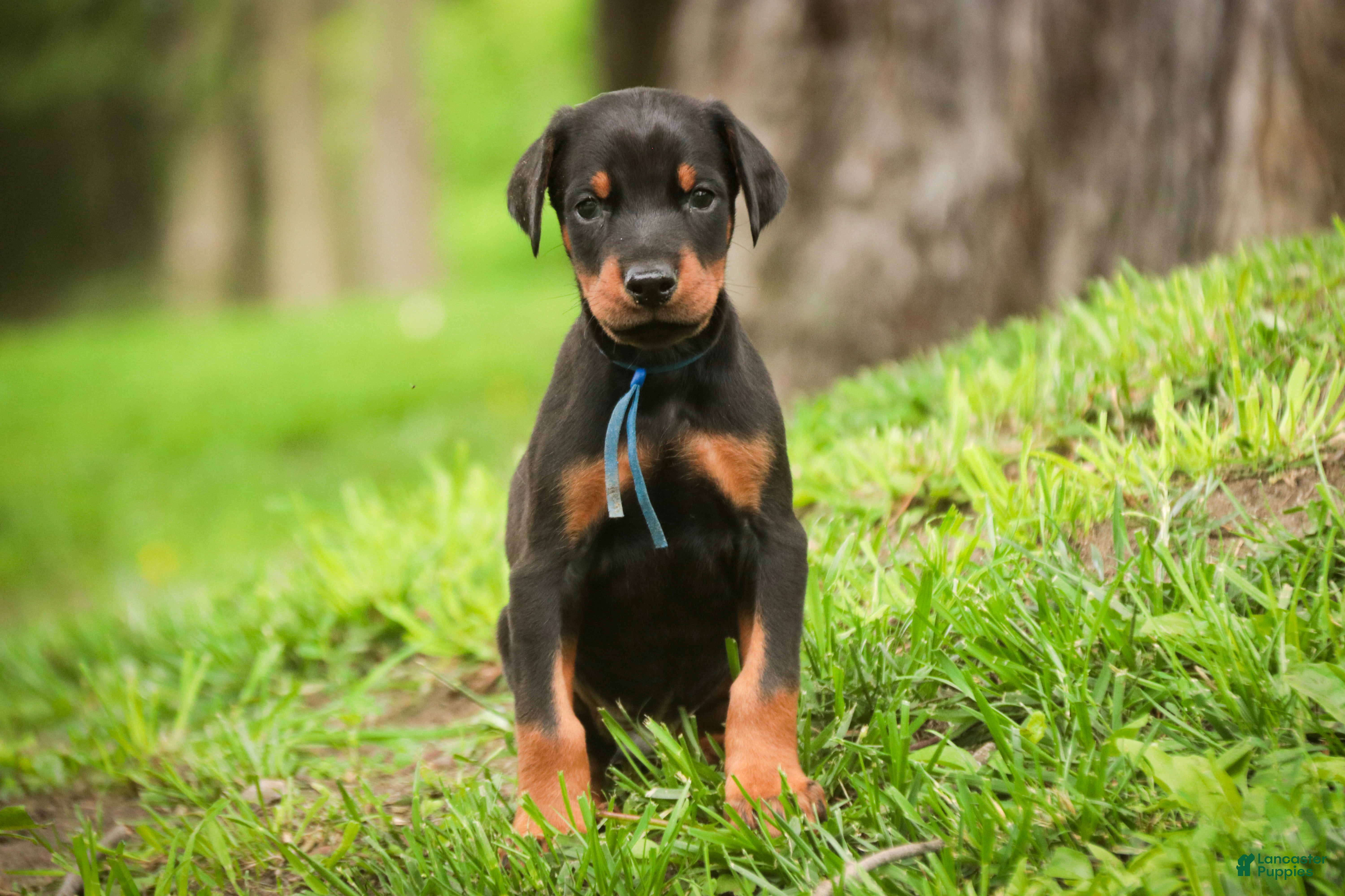 Doberman Pinscher dogs Malcolm - Ad 1