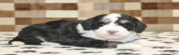 Mini Bernedoodle dogs for sale: Bandit - Ad 4