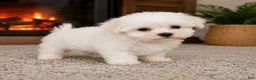 Maltese dogs for sale: Rocky - Ad 8