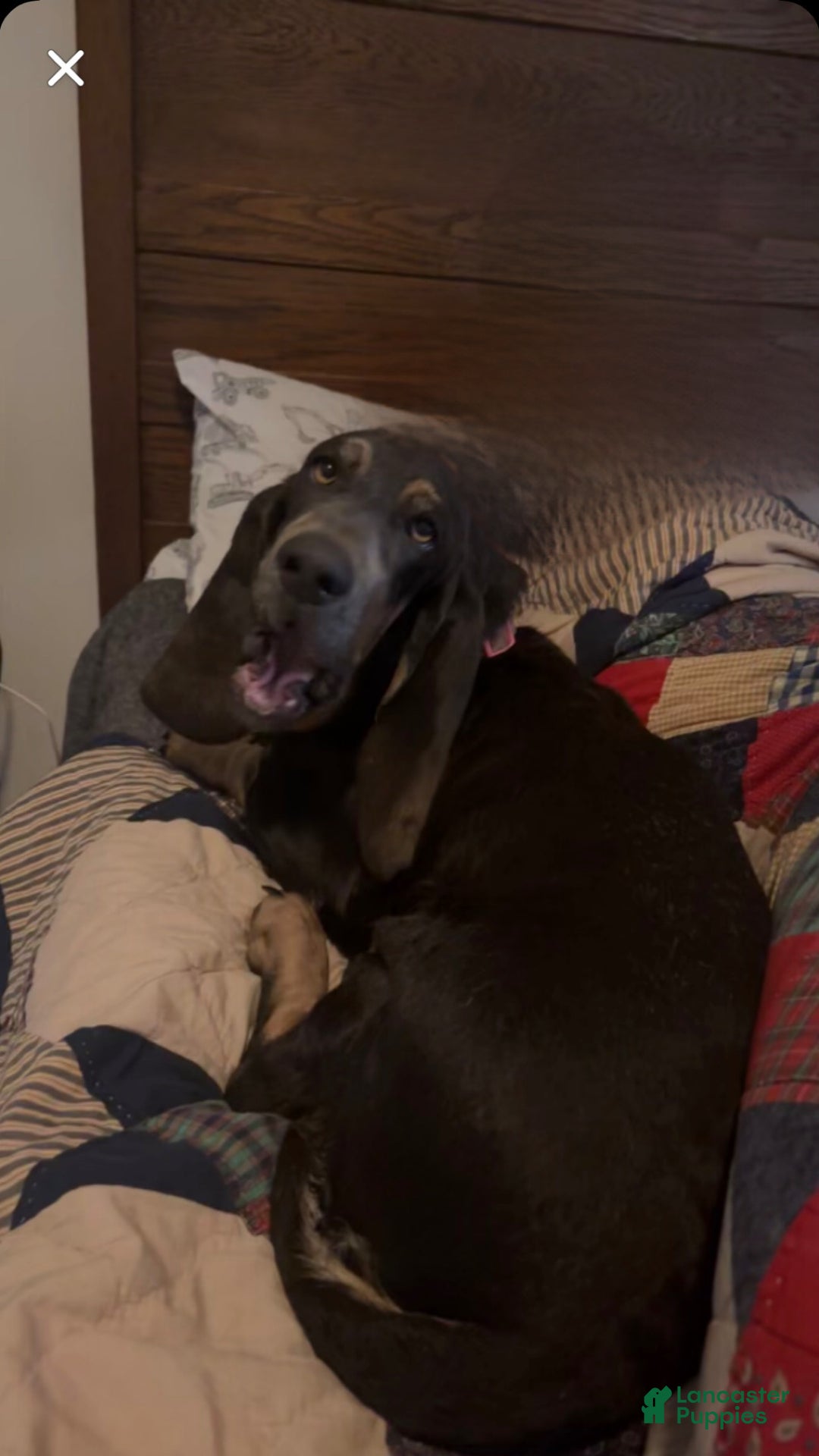 Basset Hound dogs for sale: Amos - Ad 3