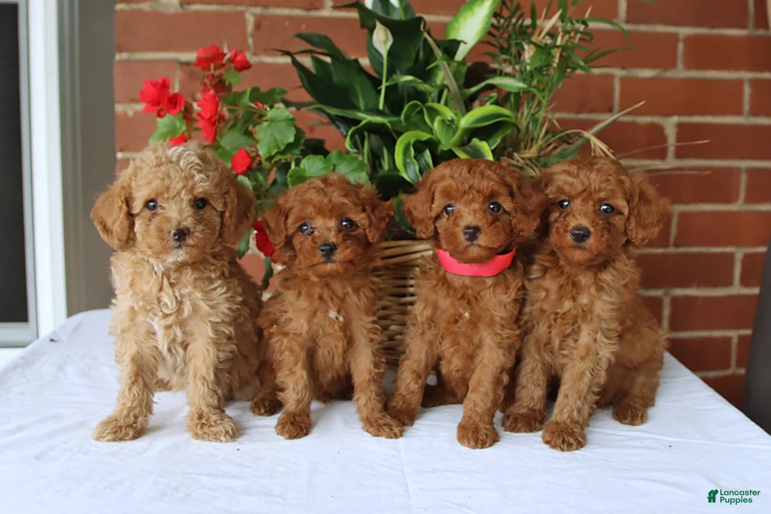 Toy Poodle dogs for sale: Tucker - Ad 2
