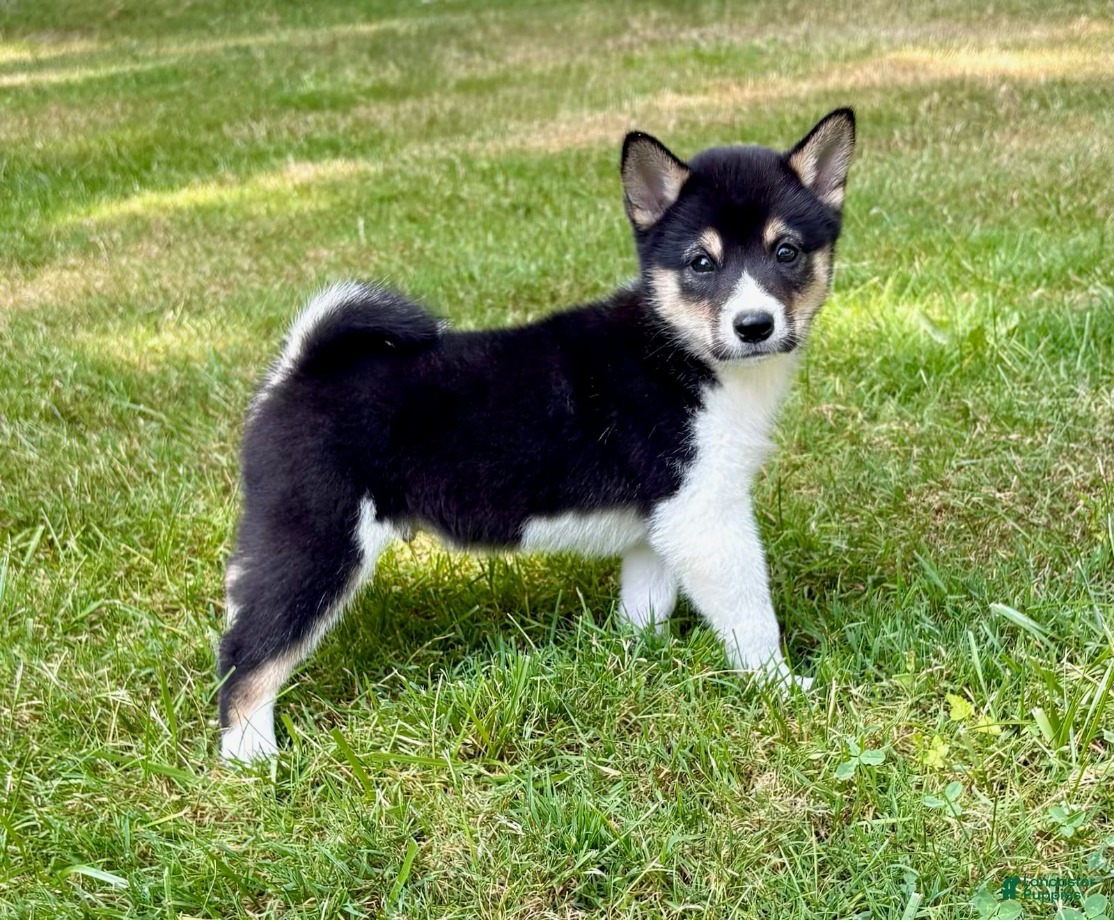 Shiba Inu dogs Shiba Inu Male - Ad 1