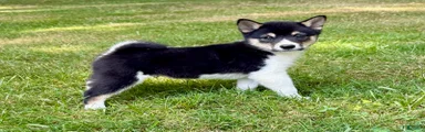 Shiba Inu Male