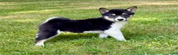 Shiba Inu dogs for sale: Shiba Inu Male - Ad 1