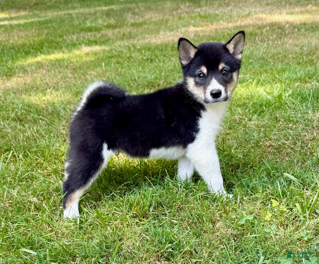 Shiba Inu dogs for sale: Shiba Inu Male - Ad 1