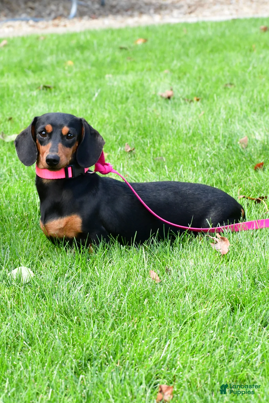 Miniature Dachshund dogs for sale: Teddy - Ad 9