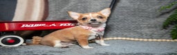 Chihuahua dogs for sale: Chester - Ad 2